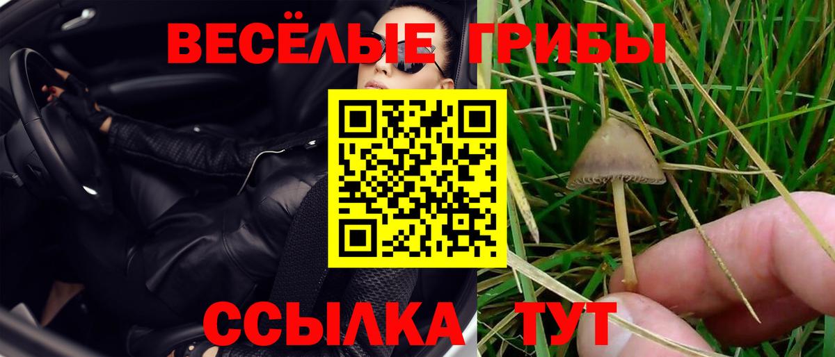 Галлюциногенные грибы Psilocybine cubensis Солнечногорск